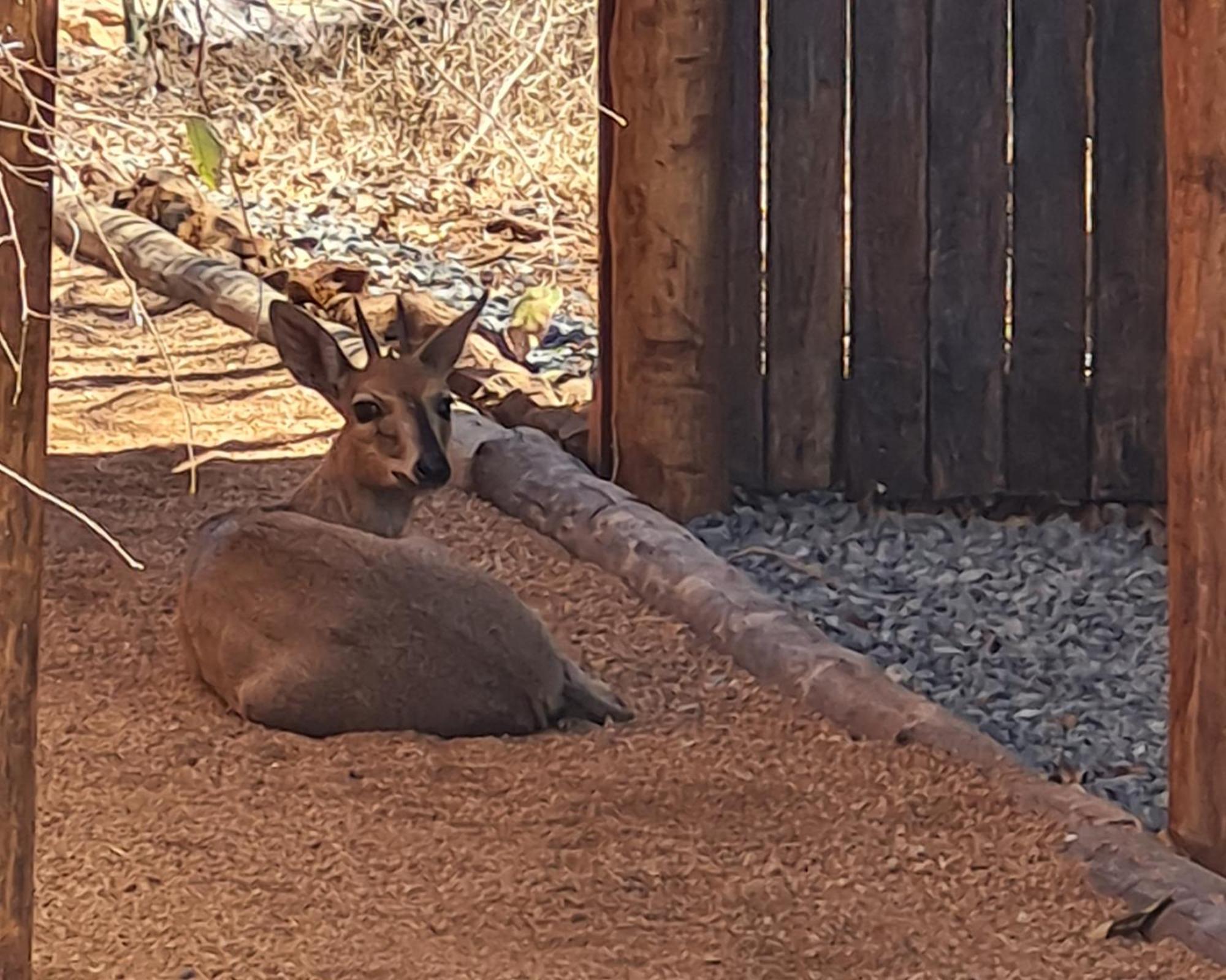 The Dreamcatcher Lodge Hoedspruit Ngoại thất bức ảnh